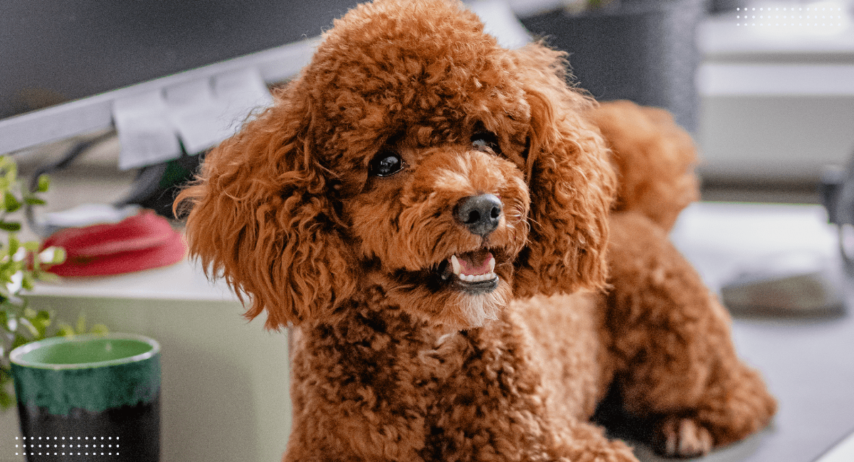 firmowe urodziny - zbliżenie na Bruno, psiaka należącego do jubilata