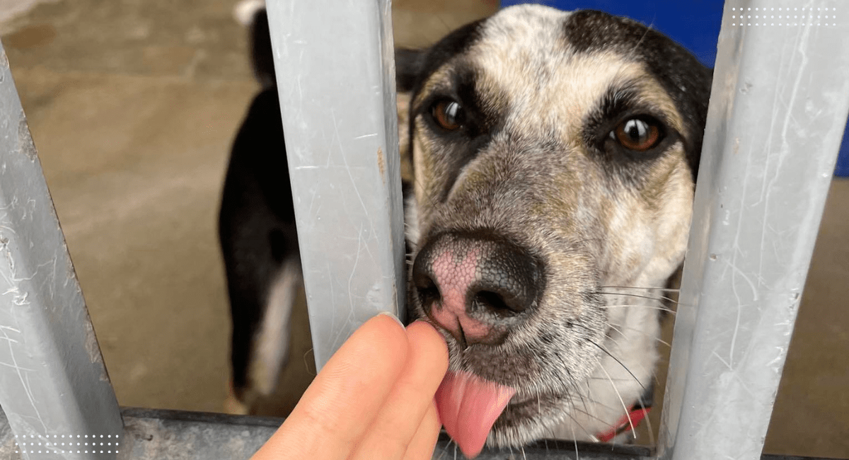 Bezdomny pies liżący dłoń przez kraty schroniska