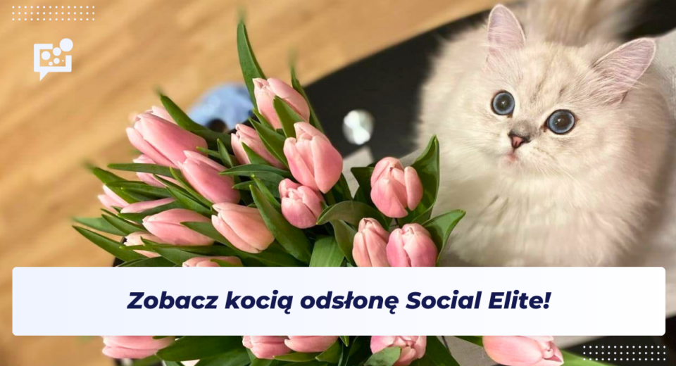 biały kot z kwiatami - baner artykułu na dzień kota